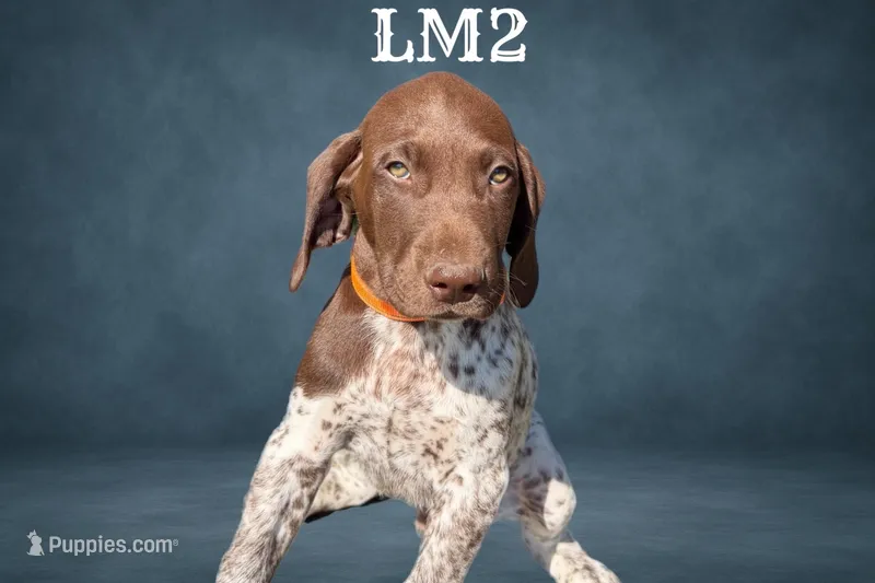 Liver and White Male 2 – German Shorthaired Pointer puppy for sale in Pine Island, MN