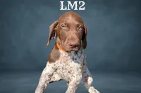 Liver and White Male 2, a male German Shorthaired Pointer for sale in Pine Island, MN – 1 of 3