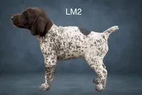 Liver and White Male 2, a male German Shorthaired Pointer for sale in Pine Island, MN – 2 of 3