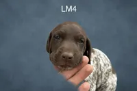 Liver and White Male 4, a male German Shorthaired Pointer for sale in Pine Island, MN – 3 of 3