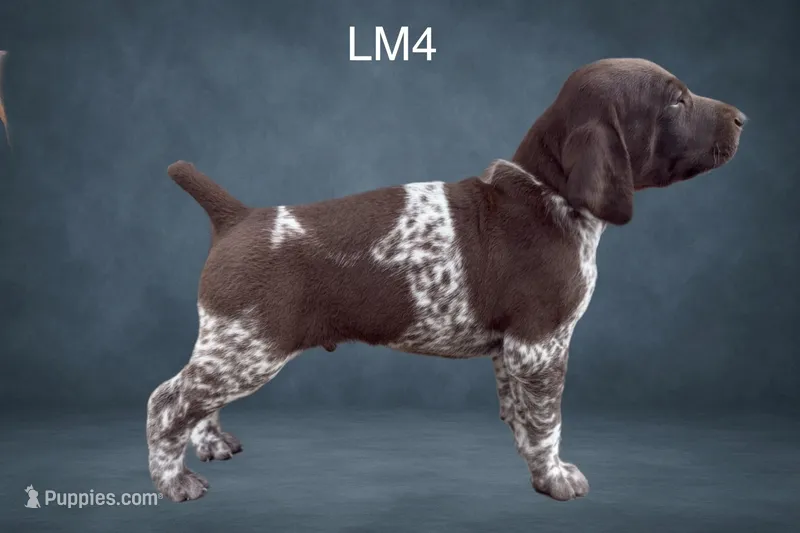 Liver and White Male 4 – German Shorthaired Pointer puppy for sale in Pine Island, MN