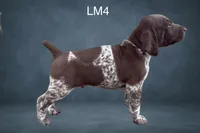 Liver and White Male 4, a male German Shorthaired Pointer for sale in Pine Island, MN – 1 of 3