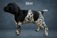 Black and White Male 4, a male German Shorthaired Pointer for sale in Pine Island, MN – 2 of 3