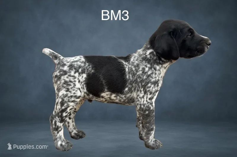 Black & White Male 3 – German Shorthaired Pointer puppy for sale in Pine Island, MN