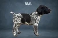 Black & White Male 3, a male German Shorthaired Pointer for sale in Pine Island, MN – 1 of 3