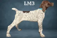 Liver and White Male 3, a male German Shorthaired Pointer for sale in Pine Island, MN – 3 of 3
