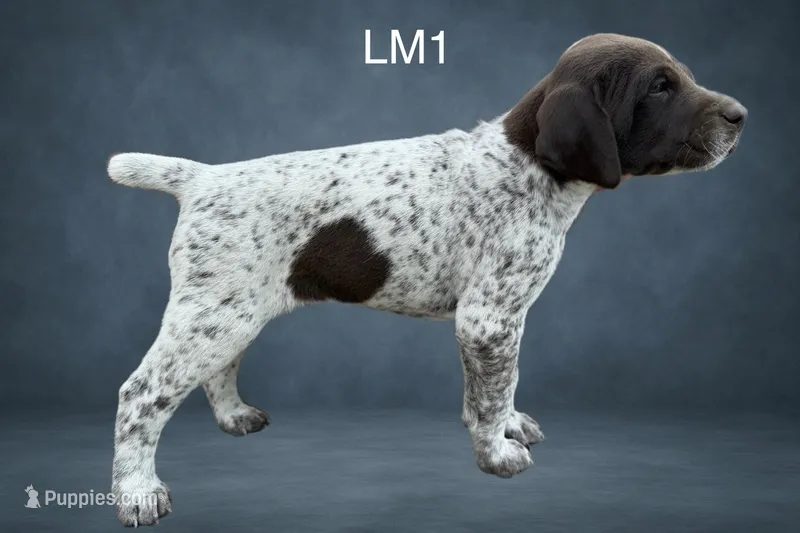 Liver and White Male 1 – German Shorthaired Pointer puppy for sale in Pine Island, MN