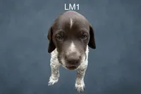 Liver and White Male 1, a male German Shorthaired Pointer for sale in Pine Island, MN – 3 of 3
