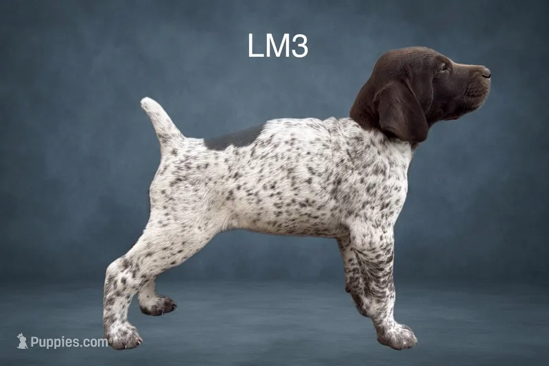 Liver and White Male 3 – German Shorthaired Pointer puppy for sale in Pine Island, MN