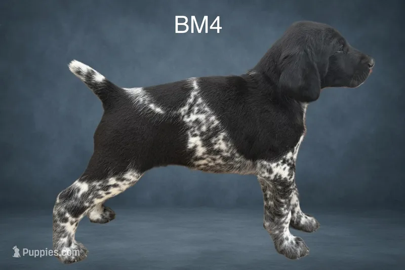 Black and White Male 4 – German Shorthaired Pointer puppy for sale in Pine Island, MN