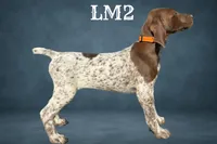 Liver and White Male 2, a male German Shorthaired Pointer for sale in Pine Island, MN – 2 of 3