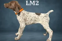 Liver and White Male 2, a male German Shorthaired Pointer for sale in Pine Island, MN – 3 of 3