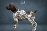 Liver and White Male 4, a male German Shorthaired Pointer for sale in Pine Island, MN – 2 of 3
