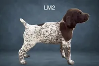 Liver and White Male 2, a male German Shorthaired Pointer for sale in Pine Island, MN – 1 of 3