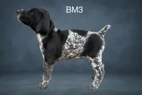 Black & White Male 3, a male German Shorthaired Pointer for sale in Pine Island, MN – 2 of 3