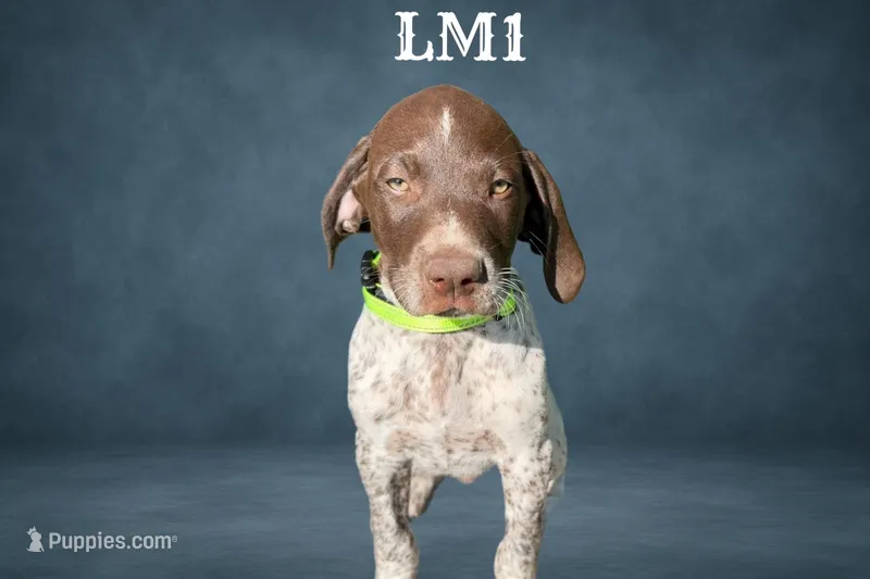 Liver and White Male 1 – German Shorthaired Pointer puppy for sale in Pine Island, MN