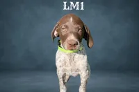 Liver and White Male 1, a male German Shorthaired Pointer for sale in Pine Island, MN – 3 of 3