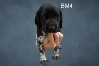 Black and White Male 4, a male German Shorthaired Pointer for sale in Pine Island, MN – 3 of 3