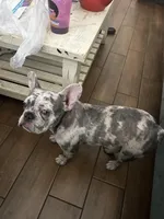 Tater tot, a male French Bulldog for sale in Bartow, FL – Photo 2 of 4