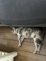 Tater tot, a male French Bulldog for sale in Bartow, FL – Photo 3 of 4