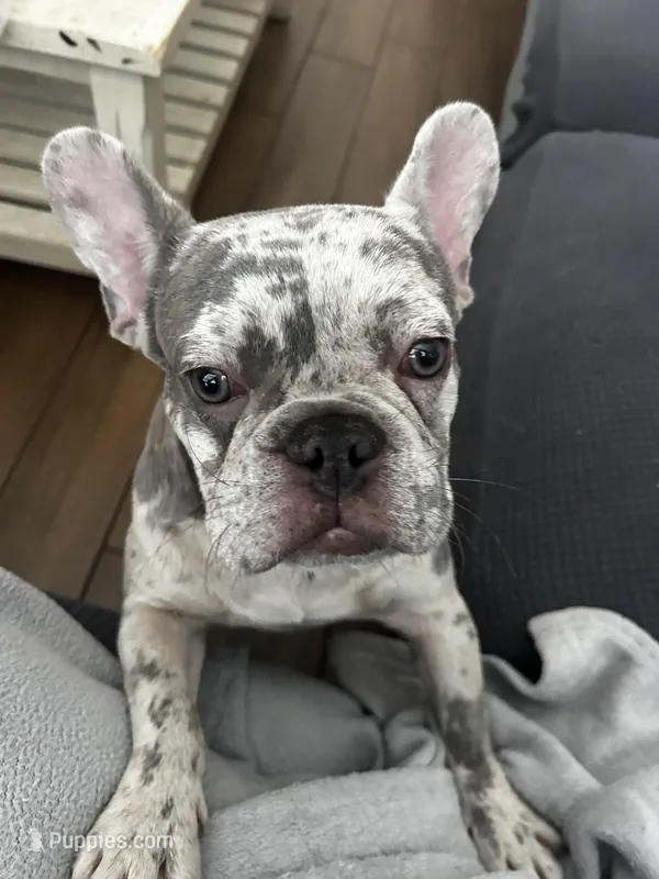 Tater tot, a male French Bulldog for sale in Bartow, FL – Photo 1 of 4