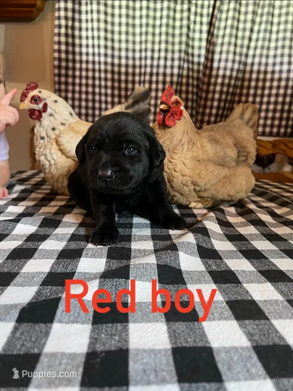 Red boy – Labrador Retriever puppy for sale in Waynesville, NC