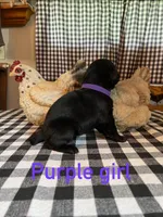 Purple , a female Labrador Retriever for sale in Waynesville, NC – 2 of 2