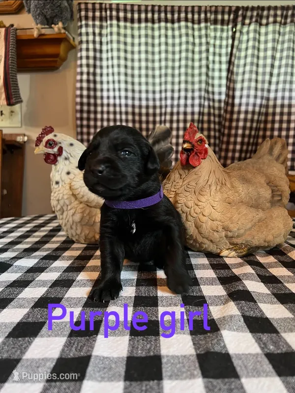 Purple  – Labrador Retriever puppy for sale in Waynesville, NC