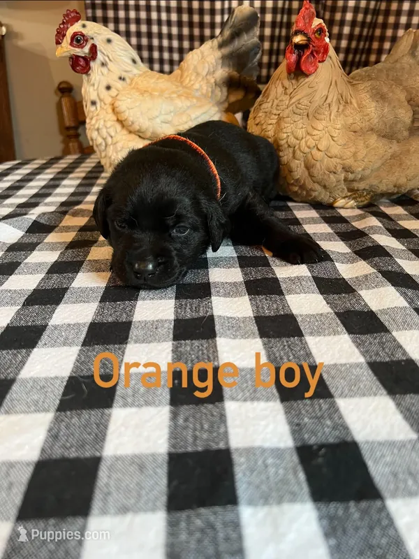 Orange boy – Labrador Retriever puppy for sale in Waynesville, NC