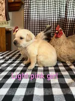 Light pink, a female Labrador Retriever for sale in Waynesville, NC – 2 of 2