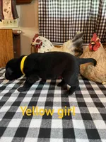 Yellow, a female Labrador Retriever for sale in Waynesville, NC – 2 of 2