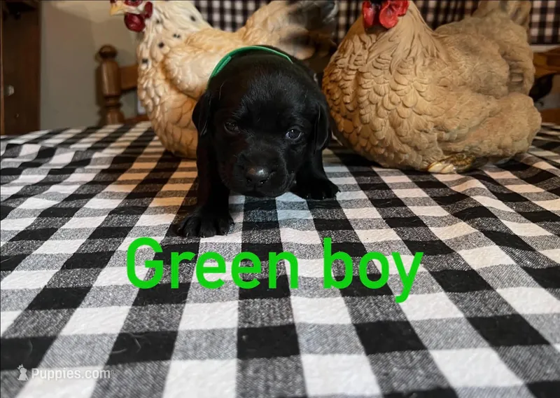 Green boy  – Labrador Retriever puppy for sale in Waynesville, NC