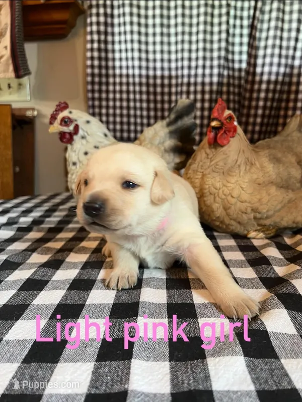 Light pink – Labrador Retriever puppy for sale in Waynesville, NC
