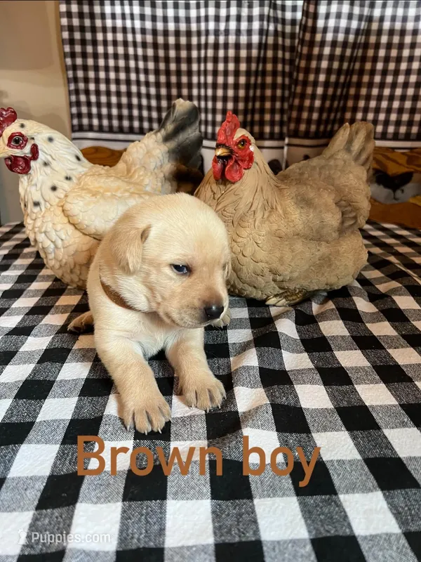 Brown boy – Labrador Retriever puppy for sale in Waynesville, NC