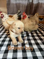 Brown boy, a male Labrador Retriever for sale in Waynesville, NC – 1 of 2