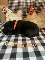 Orange boy, a male Labrador Retriever for sale in Waynesville, NC – 2 of 2