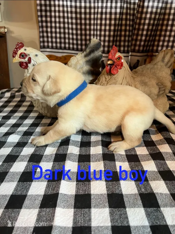 Dark blue boy  – Labrador Retriever puppy for sale in Waynesville, NC