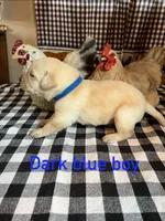 Dark blue boy , a male Labrador Retriever for sale in Waynesville, NC – 1 of 2