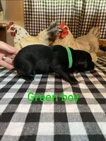 Green boy , a male Labrador Retriever for sale in Waynesville, NC – 2 of 2