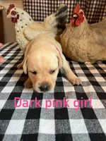 Dark pink, a female Labrador Retriever for sale in Waynesville, NC – 1 of 2