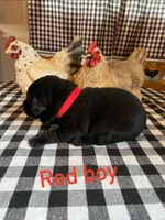 Red boy, a male Labrador Retriever for sale in Waynesville, NC – 2 of 2