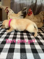 Dark pink, a female Labrador Retriever for sale in Waynesville, NC – 2 of 2