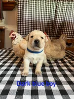 Dark blue boy , a male Labrador Retriever for sale in Waynesville, NC – 2 of 2