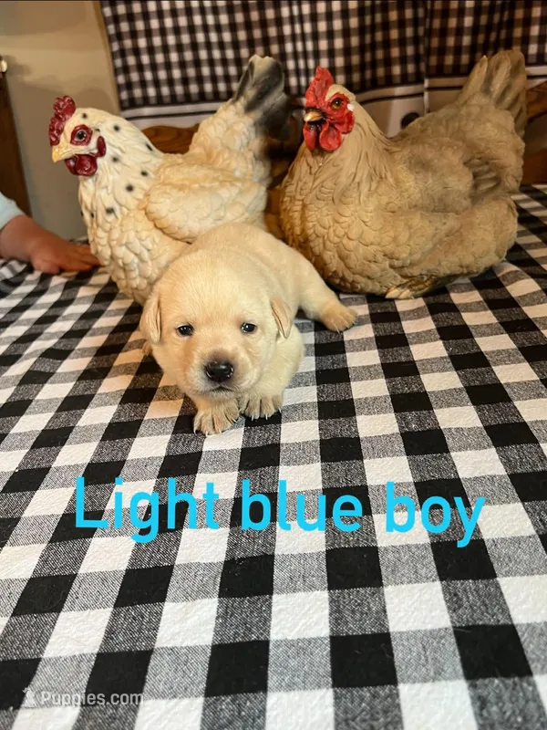 Light blue boy – Labrador Retriever puppy for sale in Waynesville, NC