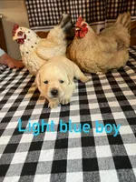 Light blue boy, a male Labrador Retriever for sale in Waynesville, NC – 1 of 2