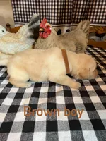 Brown boy, a male Labrador Retriever for sale in Waynesville, NC – 2 of 2