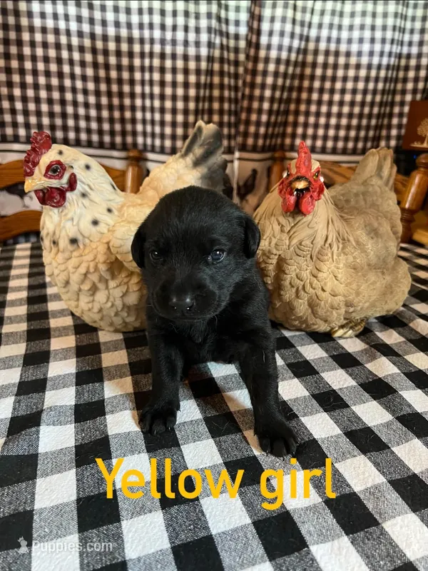 Yellow – Labrador Retriever puppy for sale in Waynesville, NC
