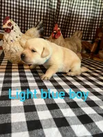 Light blue boy, a male Labrador Retriever for sale in Waynesville, NC – 2 of 2