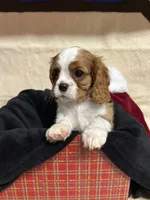Toby, a male Cavalier King Charles Spaniel for sale in Battle Ground, WA – Photo 2 of 5