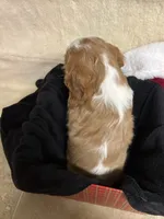 Toby, a male Cavalier King Charles Spaniel for sale in Battle Ground, WA – Photo 4 of 5